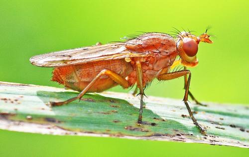 Tetanocera ferruginea